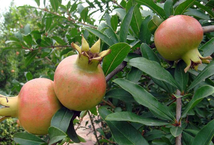 Pomegranate seeds Large fruit